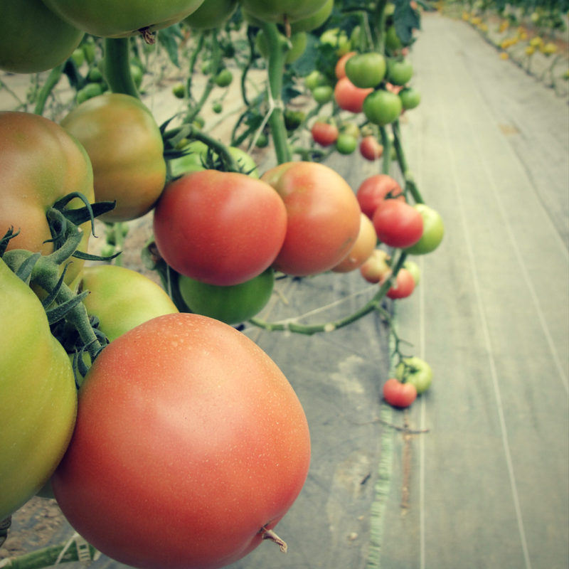 Tomate en cueillette