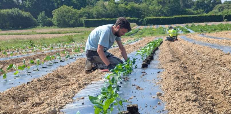 Plantation des poivrons