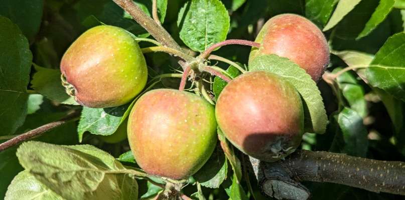 Pommes et pommiers