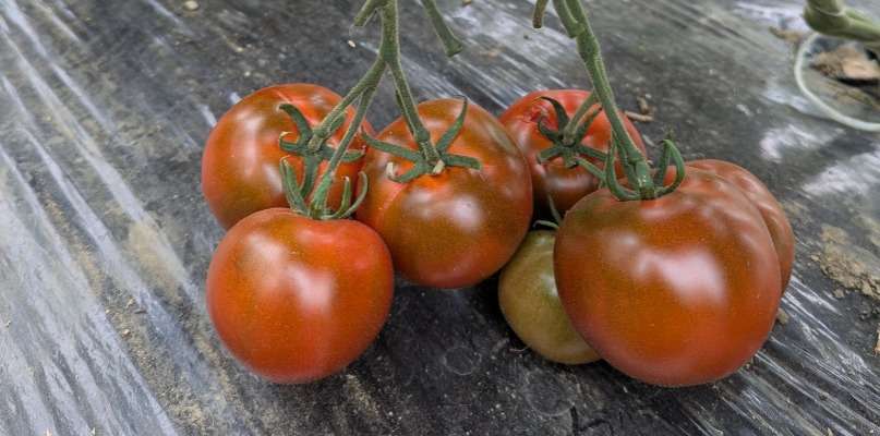 tomate ancienne