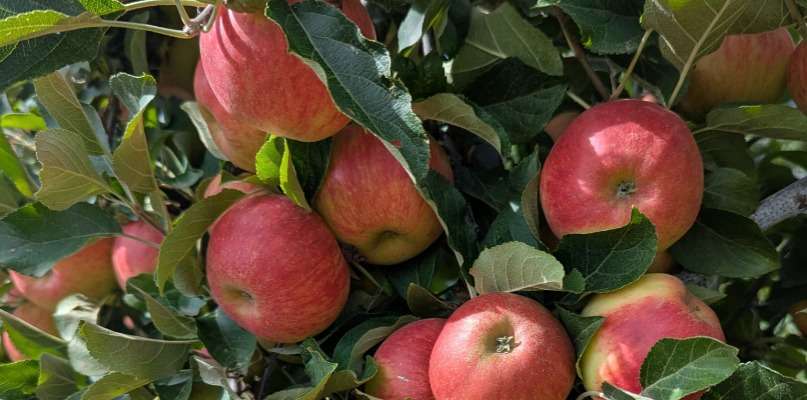 Top départ de la saison des pommes pomme Elstar