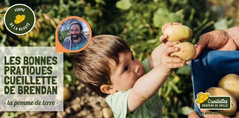 Récolte de la pomme de terre