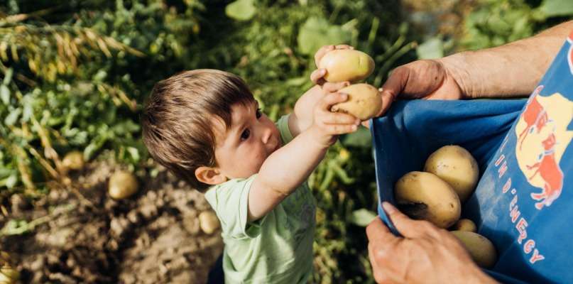 Pommes de terre