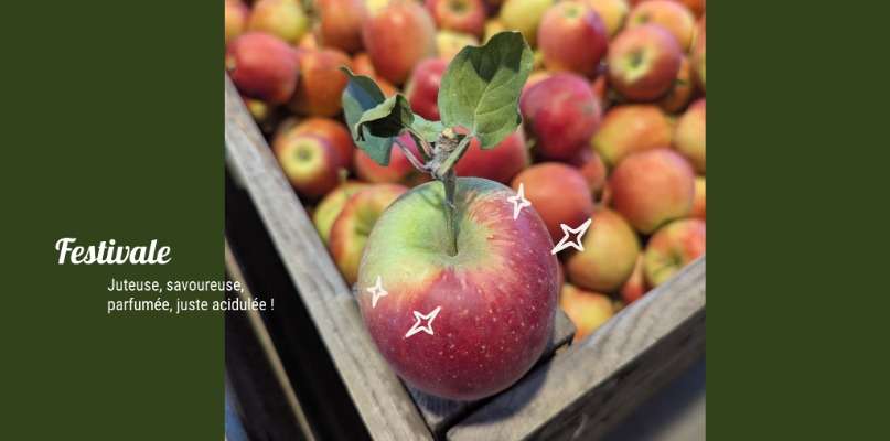 Focus sur la pomme Festivale