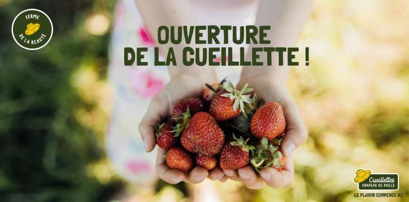 fraise