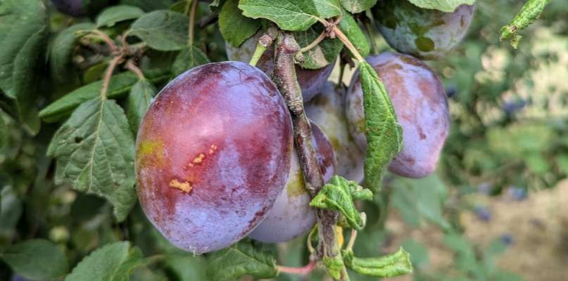 Prunes