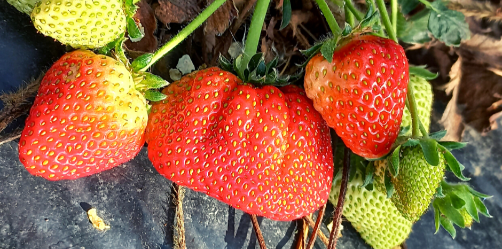 fraises