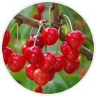 Cerises
