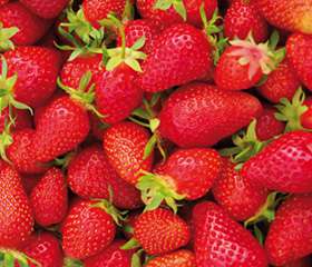 Fraises